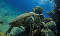 Turtle Red Sea
