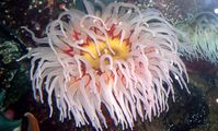 ACTINIARIA  red sea anemon