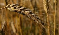 Egypt to increase wheat production by up to 75% over 3 years.