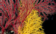 Gorgonian of red sea
