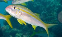Mullidae fish Red Sea