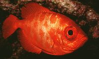 Priacanthidae fish