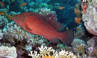 Serranidae, Rock cod fish of red sea