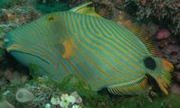 Triggerfish Red sea