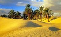 desert and oasis of egypt