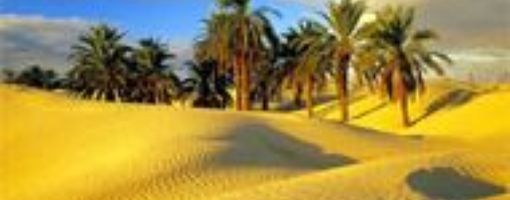 desert and oasis of egypt