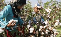 Egypt: Agriculture Ministry weighs benefits of growing American cotton