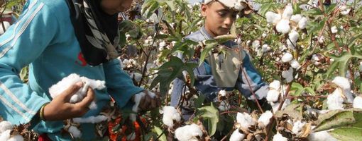 Egypt: Agriculture Ministry weighs benefits of growing American cotton