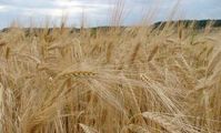 Egypt leading wheat consumer, study finds