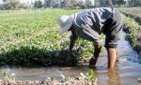 Egypt - 45,000 feddans for first agricultural area in Sinai