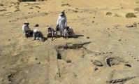 Egypt discovers 3500 year-old oasis trading post.