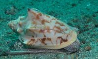 Gastropods Prosobranchia (Shellfish) red sea