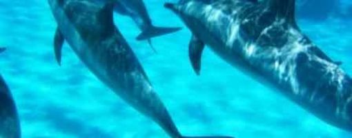 Dolphins of red sea