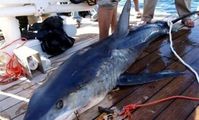 Shark incident off Southern Sinai