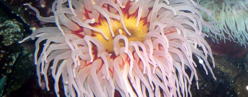 ACTINIARIA  red sea anemon