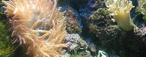soft corals of the red sea
