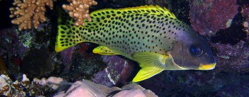 Haemulidae - fish of a Red sea
