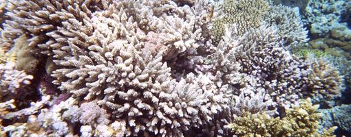 MADREPORA  Stony corals Red Sea