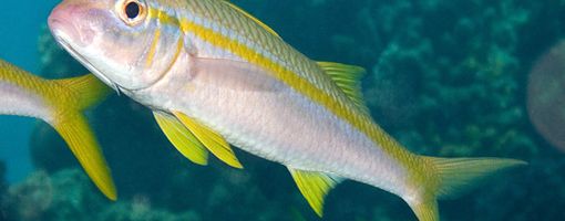 Mullidae fish Red Sea