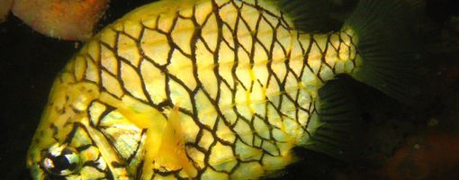 Pineapple-fish 