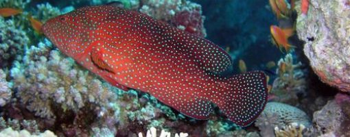 Serranidae, Rock cod fish of red sea
