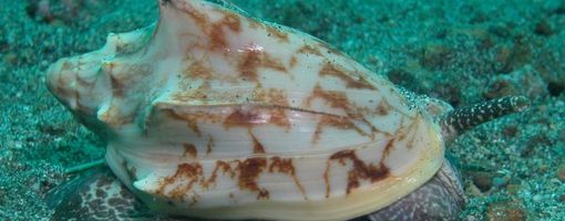 Gastropods Prosobranchia (Shellfish) red sea