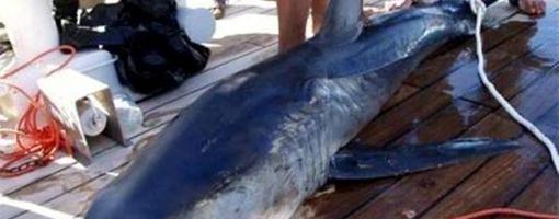 Shark incident off Southern Sinai